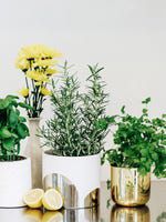 Ray White Narangba