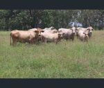 thumbnail-2097-coonambula-road-mundubbera-qld-4626-12