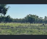 thumbnail-23987-east-culgoa-road-brewarrina-nsw-2839-9