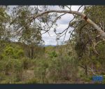 thumbnail-555-mogo-road-oallen-nsw-2622-13