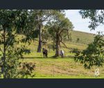 thumbnail-313-cranky-corner-road-glendon-brook-nsw-2330-7