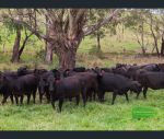 thumbnail-655-range-road-meadow-flat-nsw-2795-10