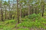 thumbnail-35-hellfire-pass-lower-beechmont-qld-4211-10