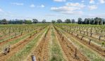 thumbnail-2960-barossa-valley-way-siegersdorf-light-pass-road-tanunda-sa-5352-3