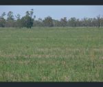 thumbnail-338-hopes-road-fairholme-nsw-2871-10