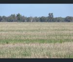 thumbnail-338-hopes-road-fairholme-nsw-2871-8