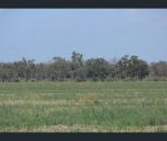 thumbnail-338-hopes-road-fairholme-nsw-2871-7