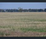 thumbnail-338-hopes-road-fairholme-nsw-2871-11