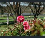 thumbnail-8866-new-england-highway-tenterfield-nsw-2372-8