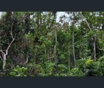 thumbnail-lot-232-white-beech-road-cow-bay-daintree-qld-4873-3