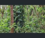 thumbnail-lot-232-white-beech-road-cow-bay-daintree-qld-4873-6