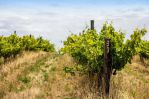 thumbnail-695-california-road-mclaren-vale-sa-5171-14