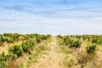 thumbnail-695-california-road-mclaren-vale-sa-5171-12